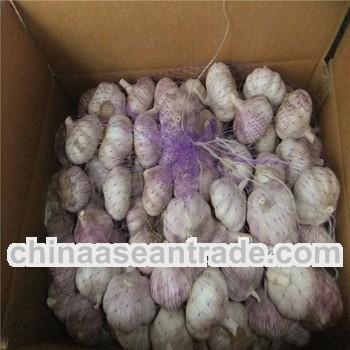 garlic importer buy direct from factory