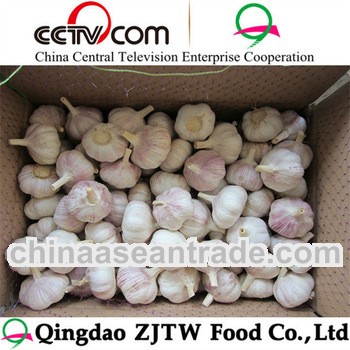 garlic seeds for sale