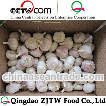 garlic seeds for sale