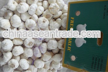 garlic whosales