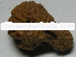 29 mukhi bead