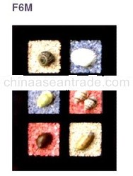 Shell Khatulistiwa Craft