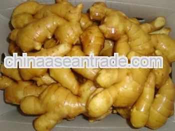ginger factory 150g/200g/250g