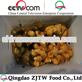 ginger with favorable price