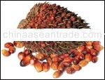 Crude Palm Oil (CPO)