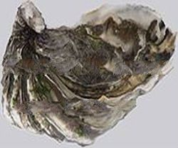Oyster shells