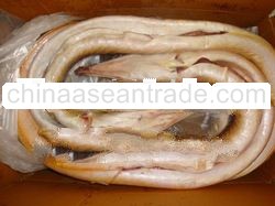 Conger Eel