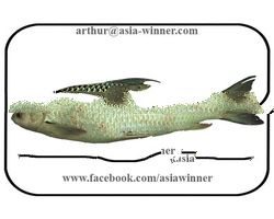 Mrigal GGS (Cirrhinus mrigala / Cirrhinus cirrhosus)