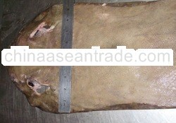 stingray skin
