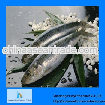 good quality frozen sardine