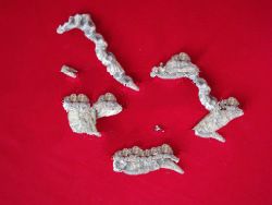 Ginseng