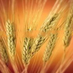 wheat