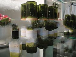 Nucifera: Orange Cream