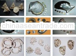 Shell Button Blanks & Sea Shells