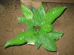 Anthurium Jenmanii Sisik Naga