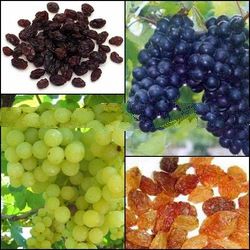 Grapes Fresh Fruit from Thailand 100%