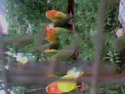 African Birds