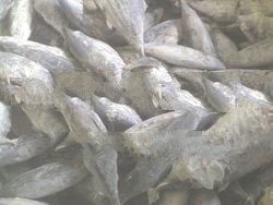 Frozen Tuna Products