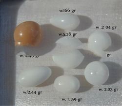 natural pearl dealer from indonesia