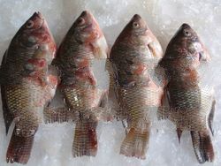 Tilapia