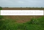 Agriculture Land