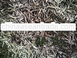 Long Pepper / Pipali