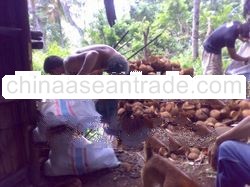 Coconut shell charcoal