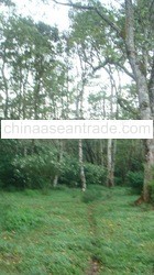 Land 3300 square meter