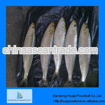 high quality new frozen sardine
