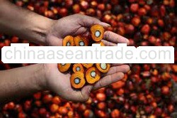 crude palm oil