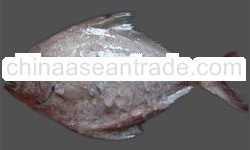 Black Pomfret