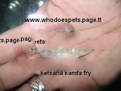 ketsana kamfa flowerhorn fry