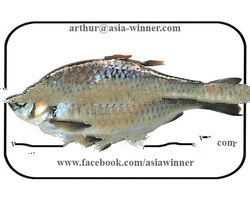 PUTI GG - Puntius sarana