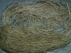 COCONUT FIBER