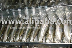 Indian Mackerel