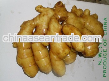 hot sale fresh ginger price