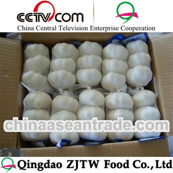 hot sell new crop fresh ginger and garlic export company