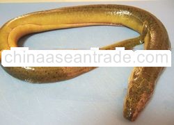 Fresh water yellow eel
