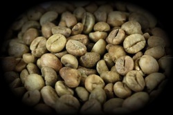 Alamid coffee raw beans (civet coffee alamid kopi luwak)