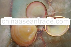 Clam Shell Coin Purse