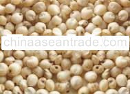 SORGHUM
