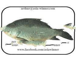 Katla GGS (Catla catla)