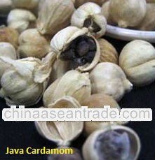 Java Cardamom (Kapulaga)