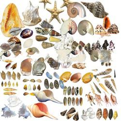 Sea Shell