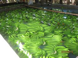 FRESH banana cavendish