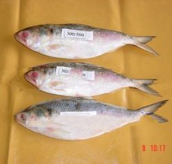Frozen Hilsa Fish