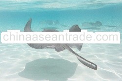 Stingray Skin Raw Material Leather Exotic Skins