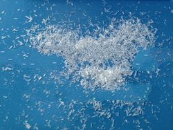 Monosodium Glutamate