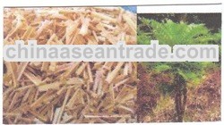 Eurycoma Longifolia Jack (Tongkat Ali)