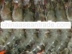Tiger Prawn